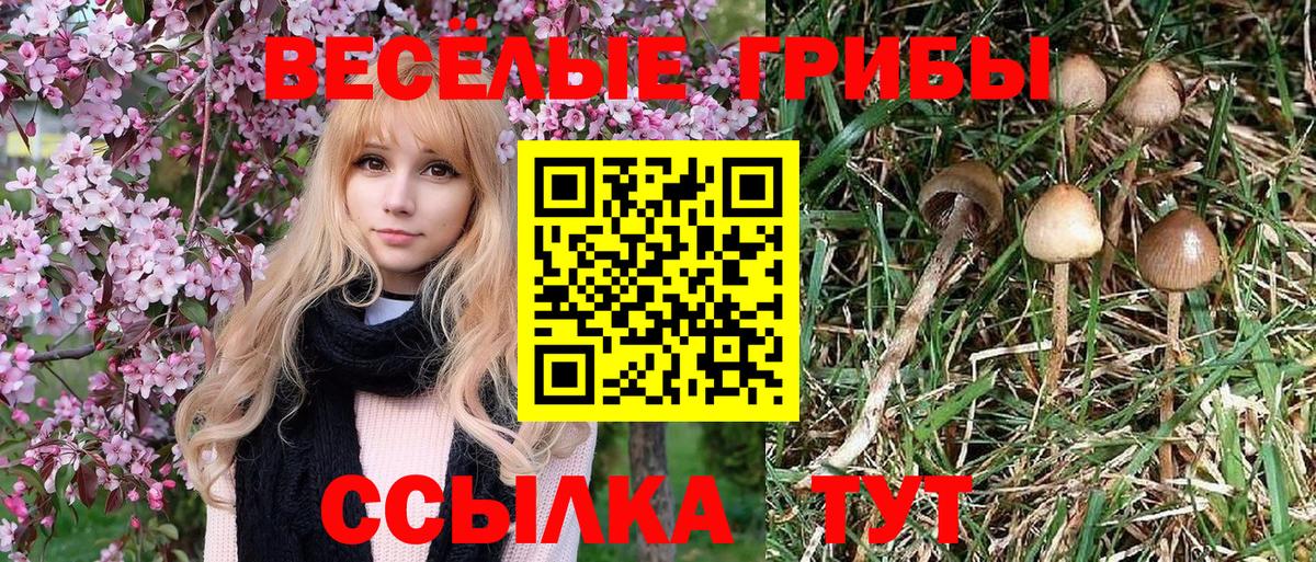 Псилоцибиновые грибы GOLDEN TEACHER  Вход с VPN  Брянск 